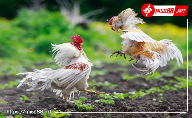 Đá gà 4 Các loại hình cá cược đá gà tại Miso88