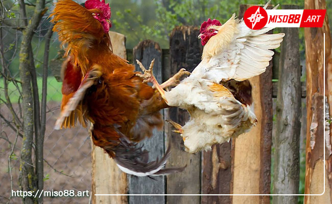 Đá gà 5 Các khuyến mãi hấp dẫn khi tham gia chơi cá cược đá gà tại Miso88